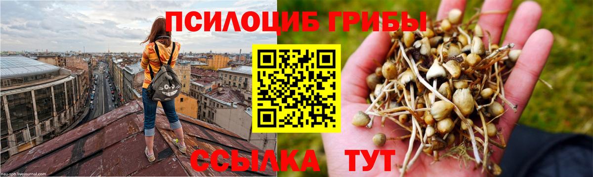 Галлюциногенные грибы Psilocybe Нефтеюганск